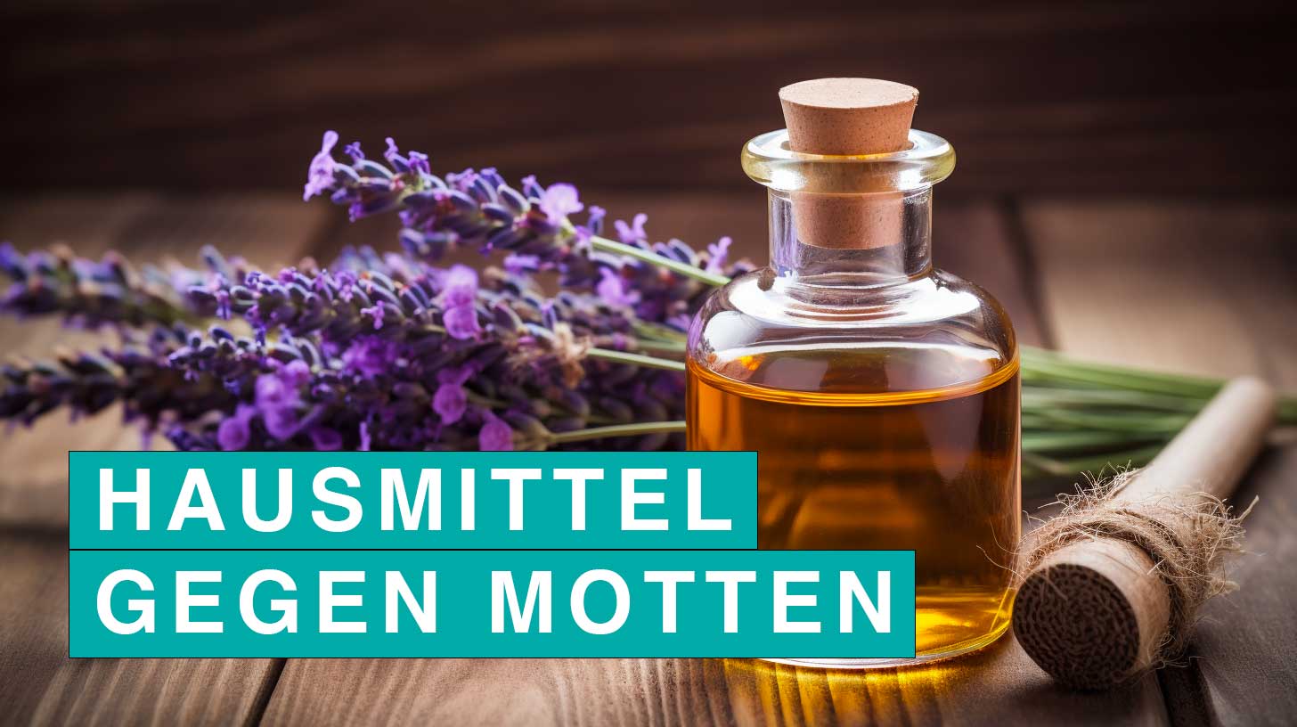 Hausmittel gegen Motten (5 sofort verfügbare Hausmittel)