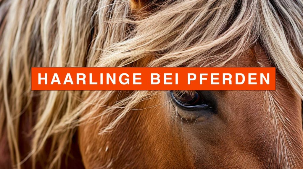 Haarlinge Pferd