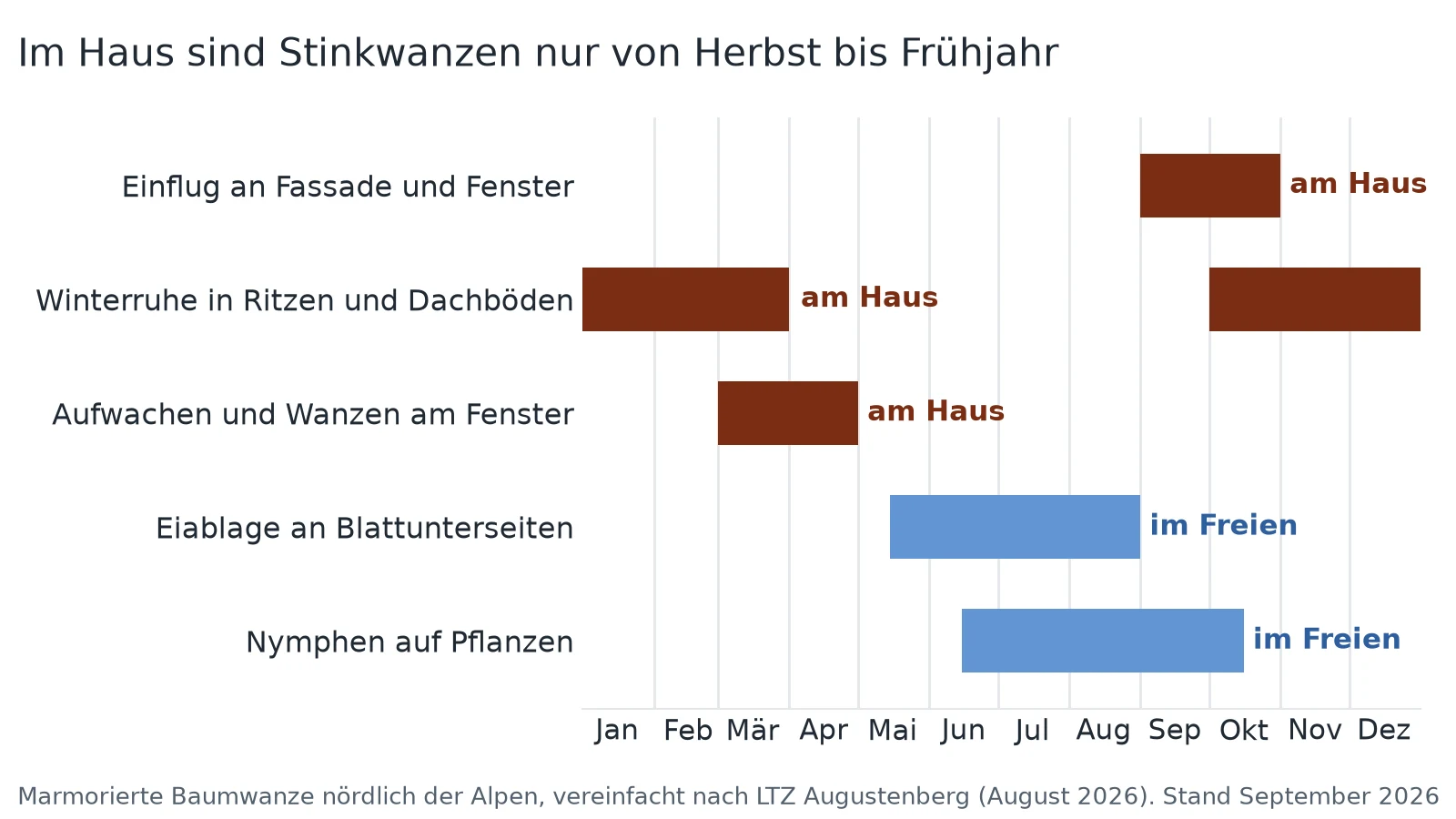 Stinkwanzen fliegen im September und Oktober ans Haus, ruhen bis März und verlassen es bis April. Eier und Nymphen gibt es nur im Freien von Mai bis Oktober.